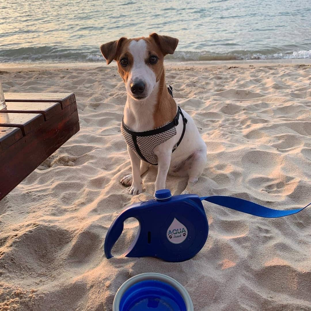 Aqua Leash™ – The All-in-One Dog Walking System