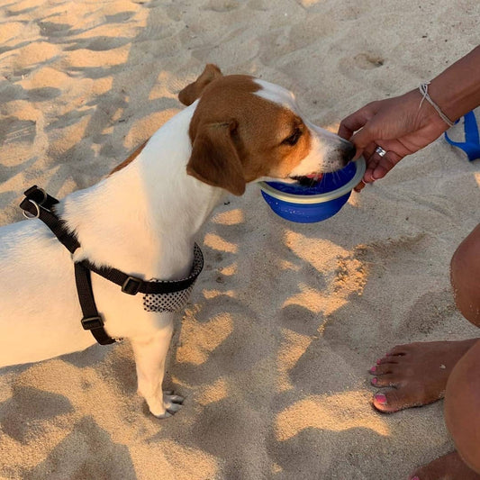 Aqua Leash™ – The All-in-One Dog Walking System